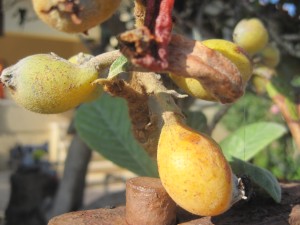 Figs on the outskirts