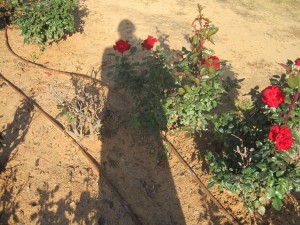 Shadow on Roses